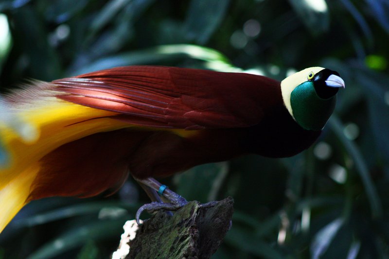 Foto burung Cendrawasih Kuning Besar