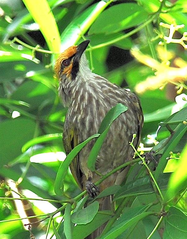 Foto burung Cucak Rawa