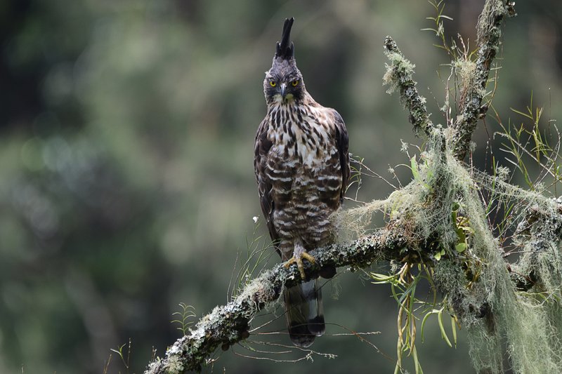 Foto burung Elang Jawa