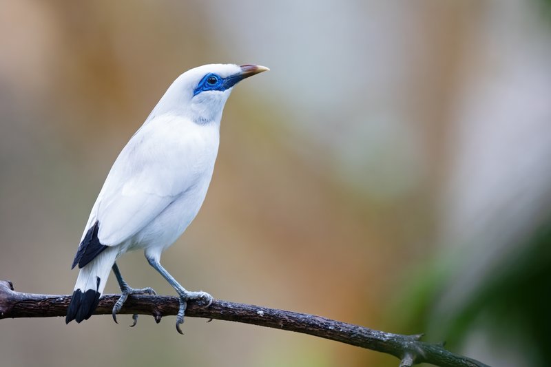Foto burung Jalak Bali