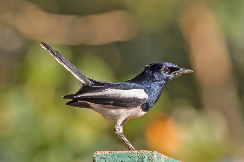 Foto burung Kacer
