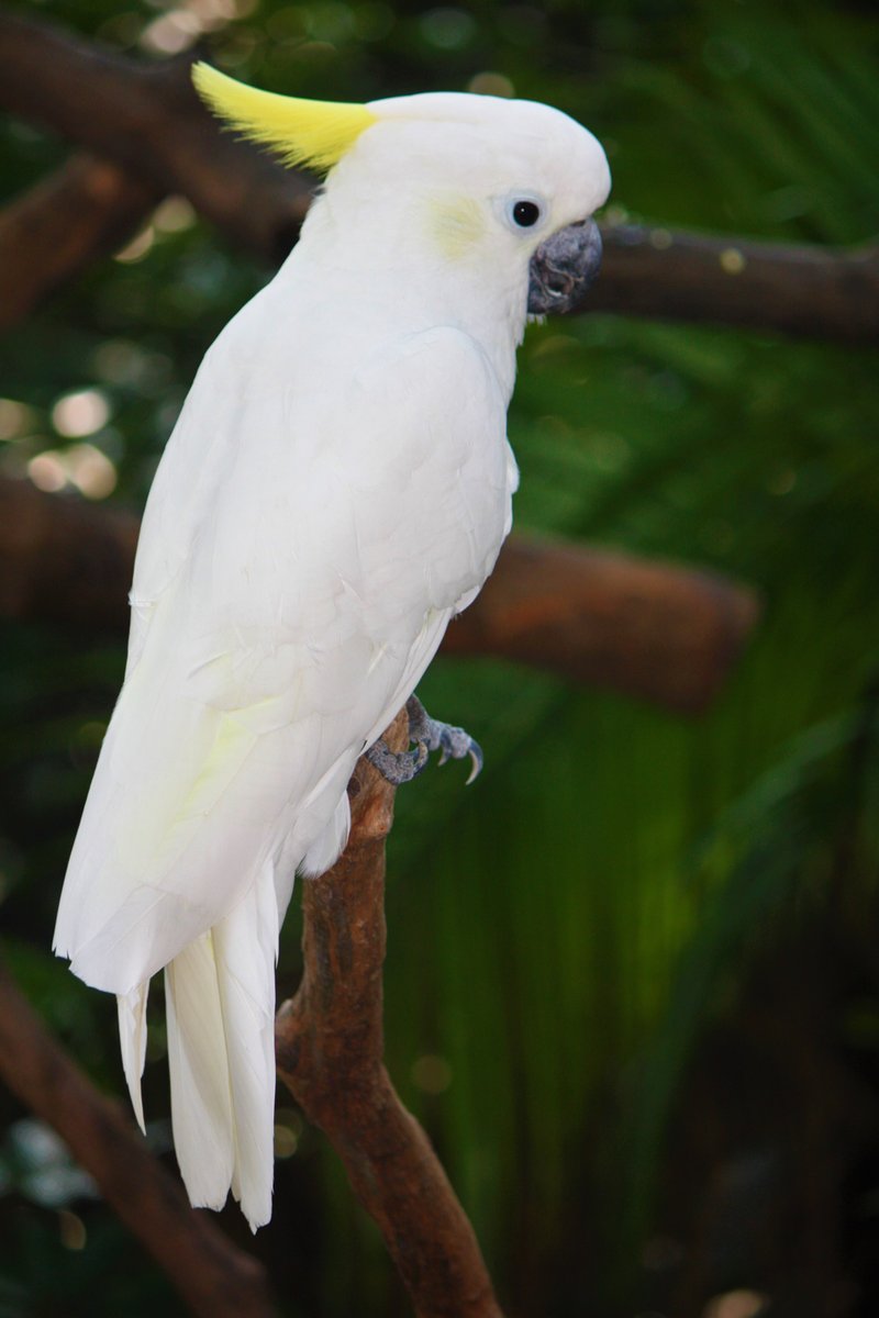 Foto burung Kakatua Jambul Kuning