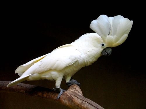 Kakatua Putih