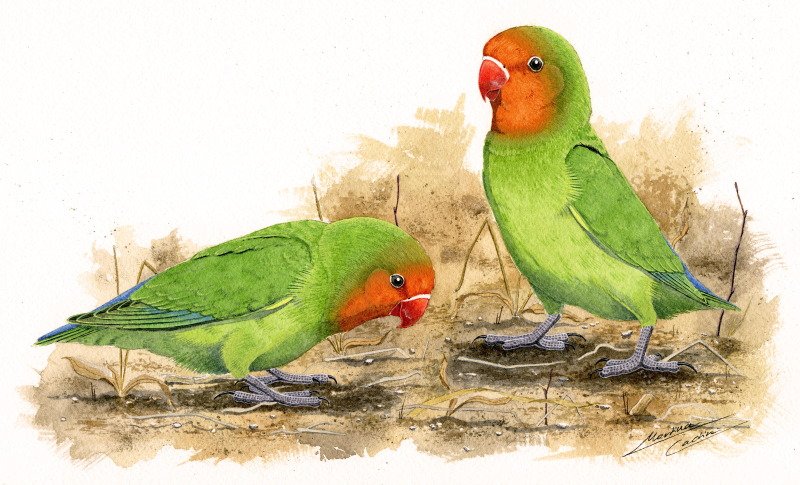 Foto burung Lovebird