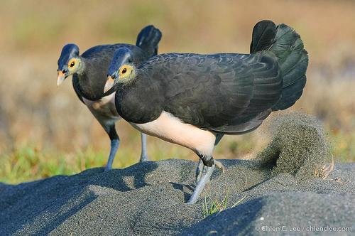 Maleo