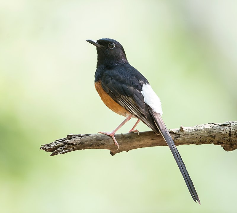 Foto burung Murai Batu