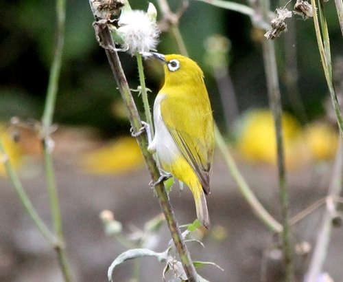 Pleci