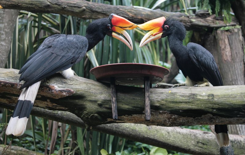 Foto burung Rangkong Badak